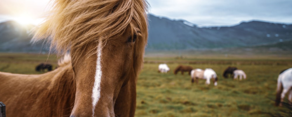 Elite Equine Law Attorney